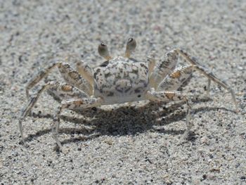 Close-up of crab on sand