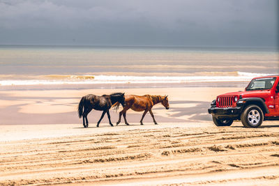 Horse cart on beach against sea