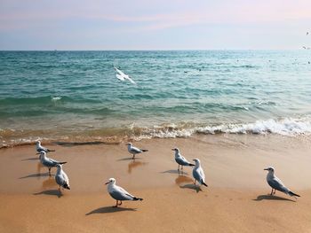 Seagulls on beach