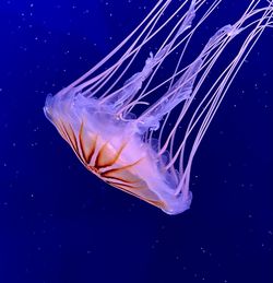 Close-up of jellyfish in sea