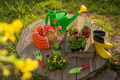 Gardening tools new watering can, irrigation hose, flower seedlings on wooden boards in garden