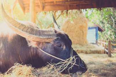 Close-up portrait of cow on field