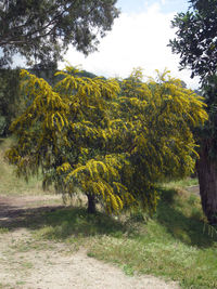 Trees on field against sky