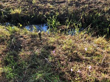 High angle view of plants growing on land