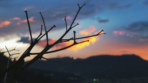 Close-up of silhouette grass against sky during sunset