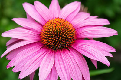 Coneflower, echinacea purpurea, flowers of summer