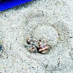 High angle view of crab on sand