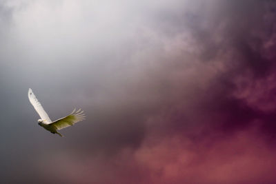 Low angle view of bird flying in sky