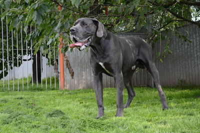 Dog relaxing on grassy field