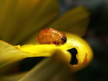 Close-up of insect on yellow flower