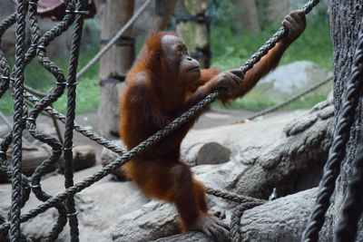 Orangutan holding rope in zoo