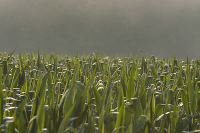 A wide view of a cornfield in the sun.