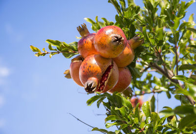 Low angle view of fruits on tree