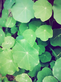 Full frame shot of leaves