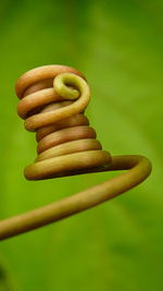 Close-up of spiral tendril