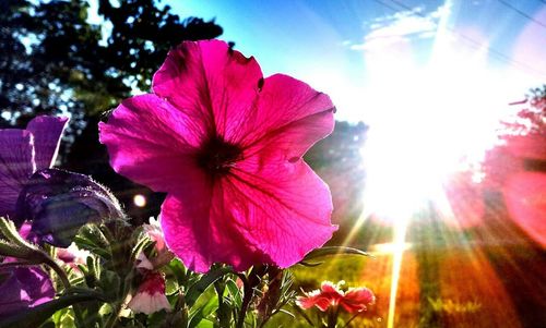 Low angle view of pink flowers blooming against sky