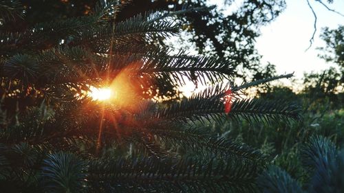 Sun shining through trees