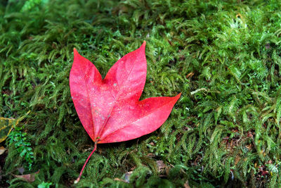 Close-up of wet red maple leaf on grass