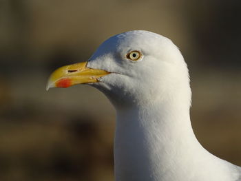 Close-up of seagull
