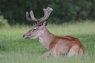 Side view of deer on field