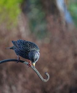 Close-up of bird perching on plant