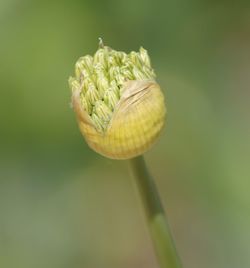 Close-up of fresh green plant