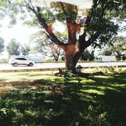 Trees growing in park