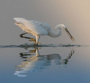 White bird on a lake