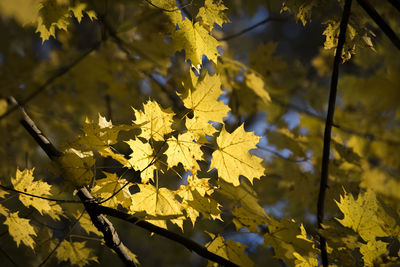 Close-up of yellow flowering plant during autumn