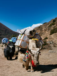 Material transport with yaks in nepal