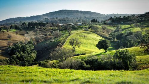 Scenic view of landscape