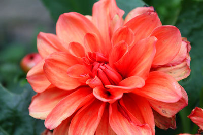 Close-up of red dahlia