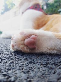 Close-up of dog relaxing outdoors