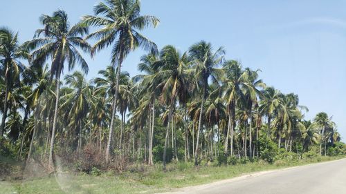 Road passing through trees