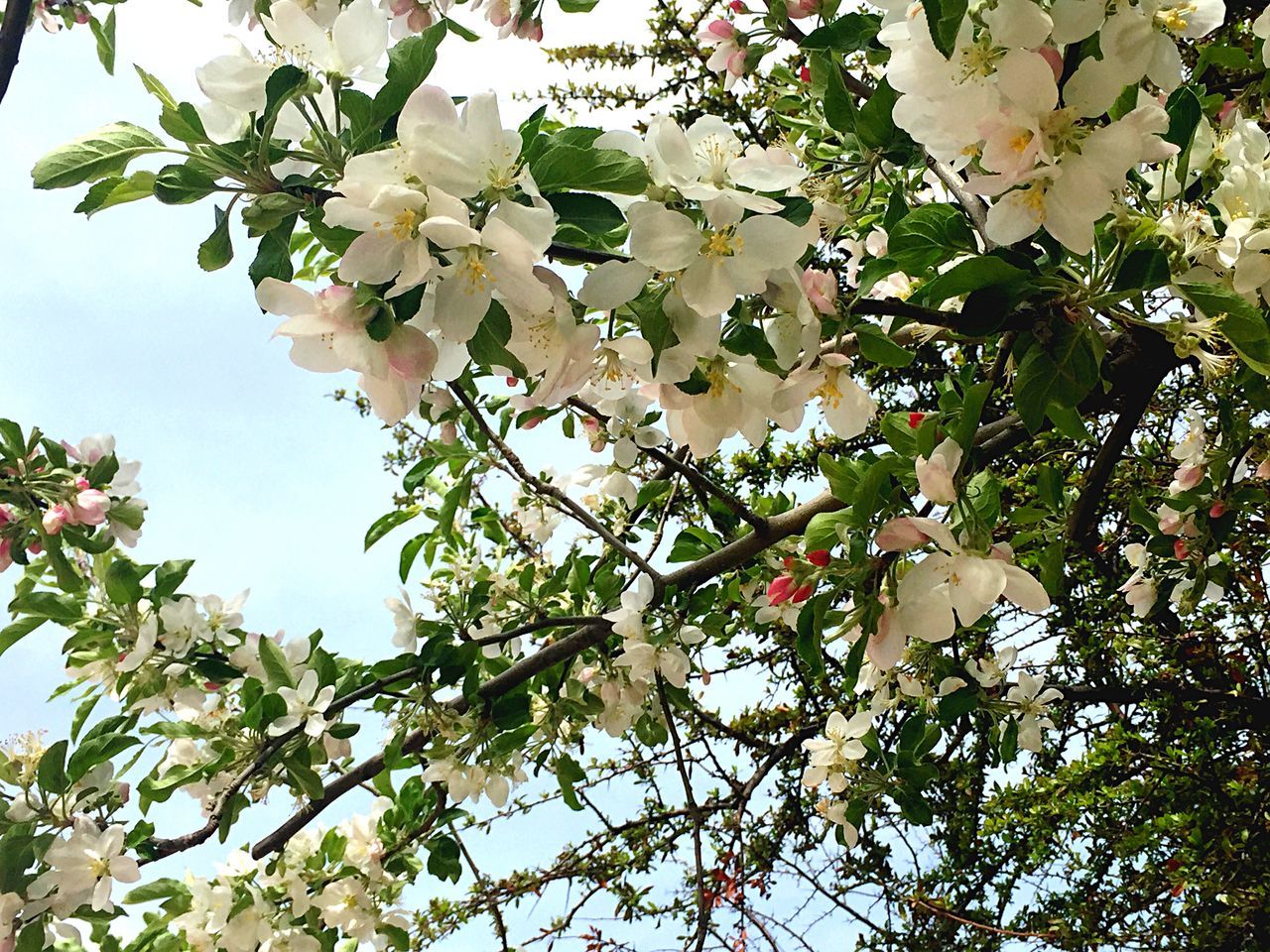 low angle view, tree, branch, growth, leaf, nature, flower, freshness, beauty in nature, sky, blossom, day, outdoors, no people, twig, close-up, white color, fruit tree, green color, fragility