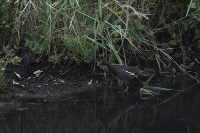 Bird in lake