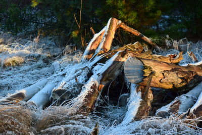 Close-up of snow covered trees in forest