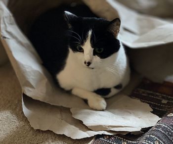 High angle portrait of cat relaxing on paper at home