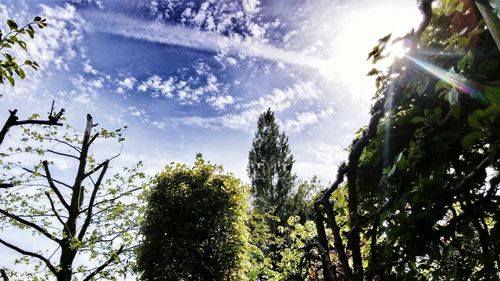 Low angle view of trees against sky