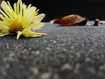 Surface level of yellow flower on ground