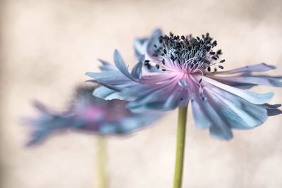 Close-up of purple flowering plant