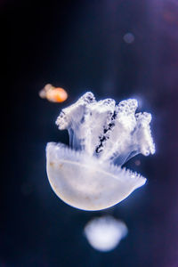 Close-up of jellyfish in sea