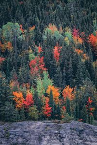 Trees in forest during autumn