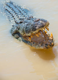 Krokodil mit aufgerissenem maul im wasser. zähne sind zu sehen. 