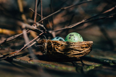 Quail eggs in bird nest
