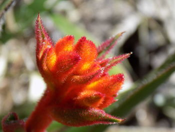 Close-up of red flower