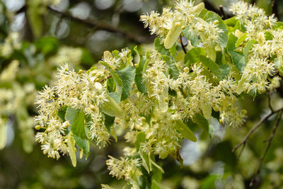 Close-up of flowering linden tree / lime-tree