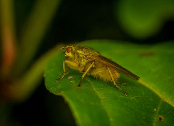 Close-up of insect on plant