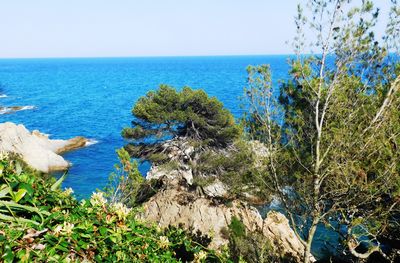 Scenic view of sea against clear sky