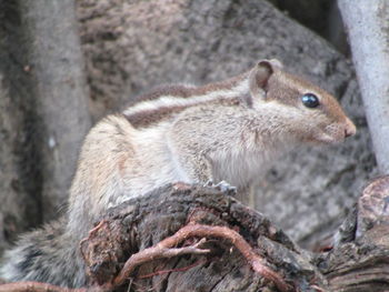 Close-up of squirrel on tree trunk